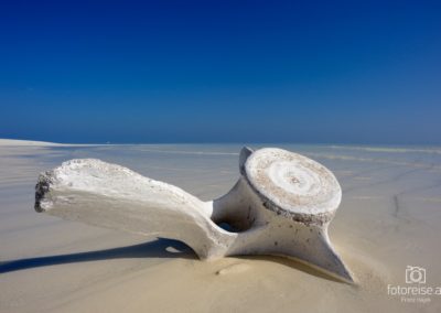 Wahlknochen am Strand